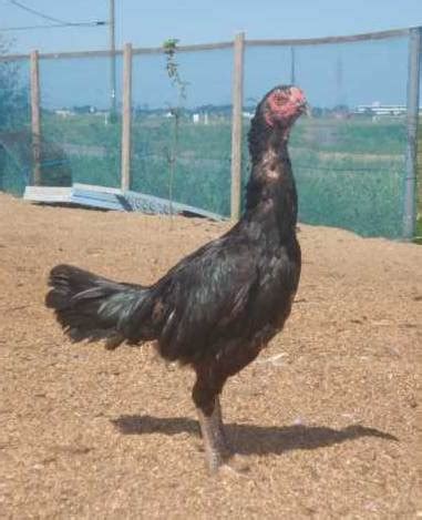 Ayam Shamo Betina