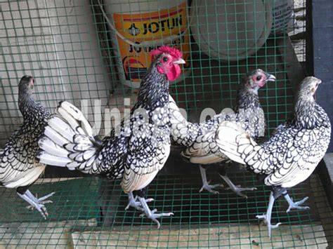 Ayam Silver Sebright