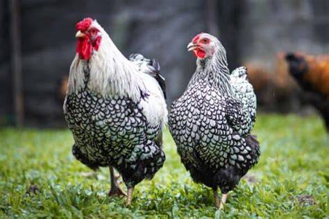 Ayam Sliky