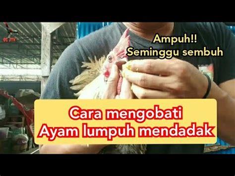 Ayam Tiba Tiba Lumpuh Indonesia