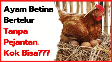 Ayam Bertelur di Indonesia