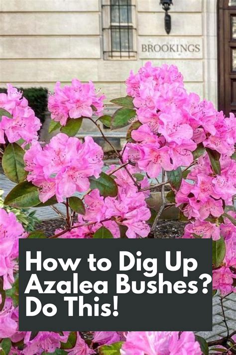 Azalea Transplanting Guide