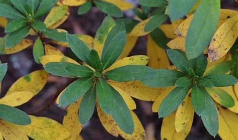 Azalea Yellow Leaves