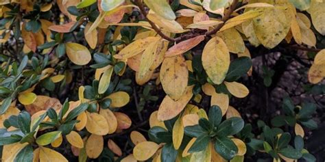 Azaleas Leaves Turning Yellow