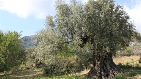 Azoria Olive Tree