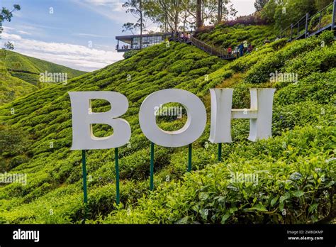 BOH tea plantation