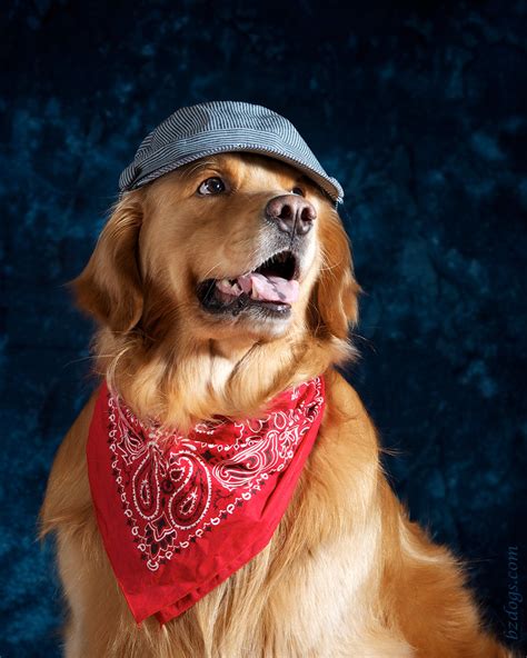 BZ Dogs: Engineer for a Day
