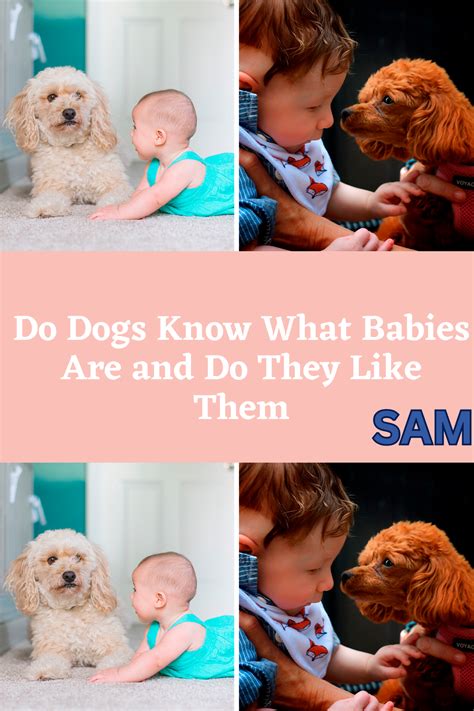 Babies Vs Dogs