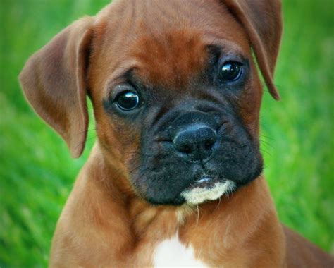 Baby Boxer Puppy Pictures Of Dogs