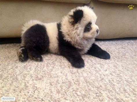 Introducing The Adorable Baby Chow Chow Panda