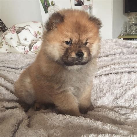 Chow Chow X Pomeranian Puppy