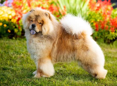 Baby Chow Chow Size: Everything You Need To Know