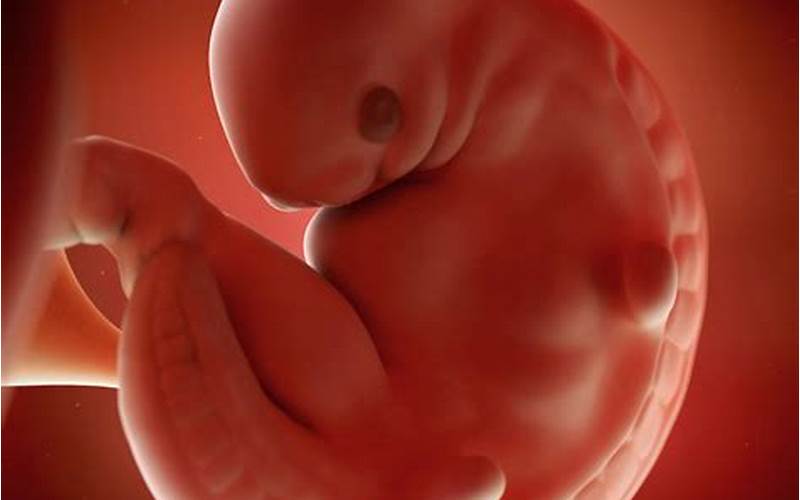Baby Development In 6th Week Of Pregnancy