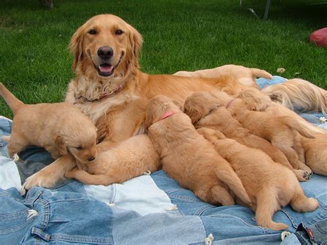 Baby Golden Retriever Dogs For Sale