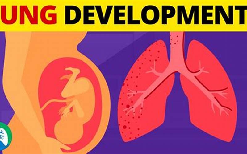 Baby'S Lungs Development