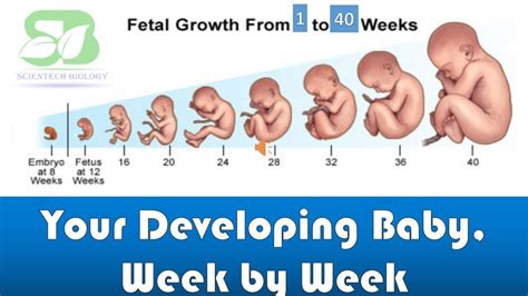 From Toddler-to-be to Tiny Human: A Fascinating Journey Through Baby's Development Week by Week