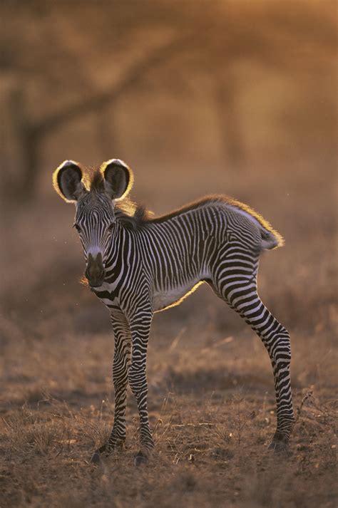 Baby African Animals