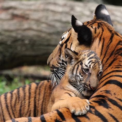 Baby Animals And Mother