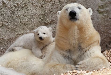Baby Animals And Their Moms