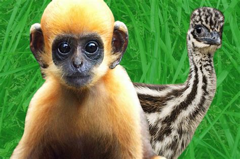 Baby Animals Buzzfeed