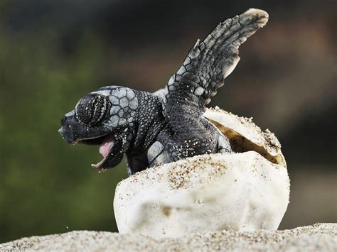 Baby Animals Cute Turtle