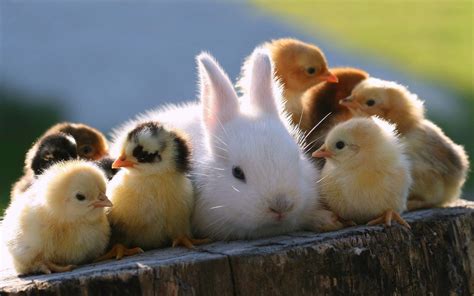 Baby Animals Images Hd