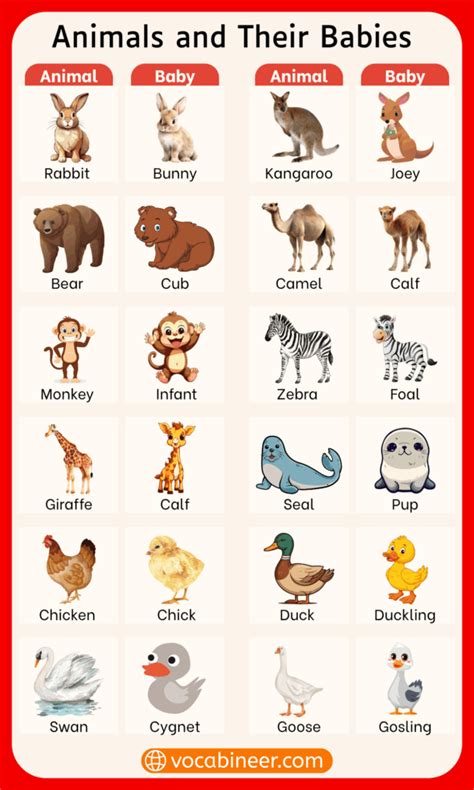 Baby Animals Images With Name