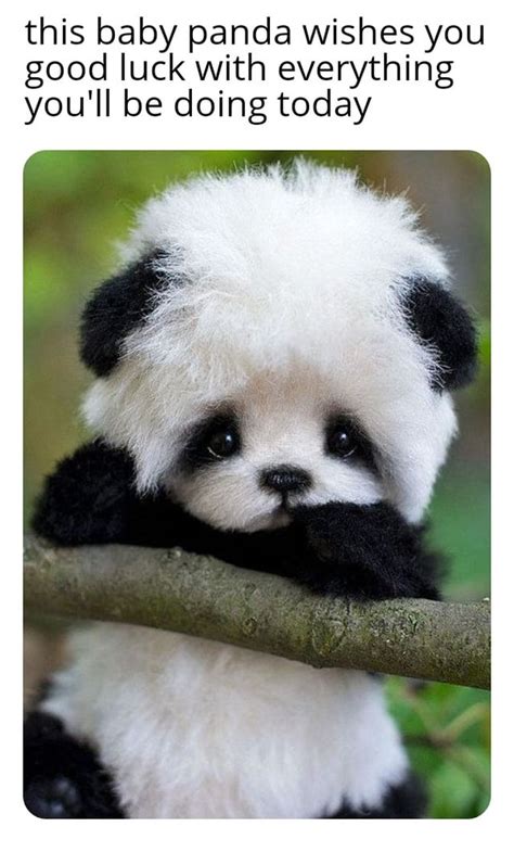 Baby Animals Memes