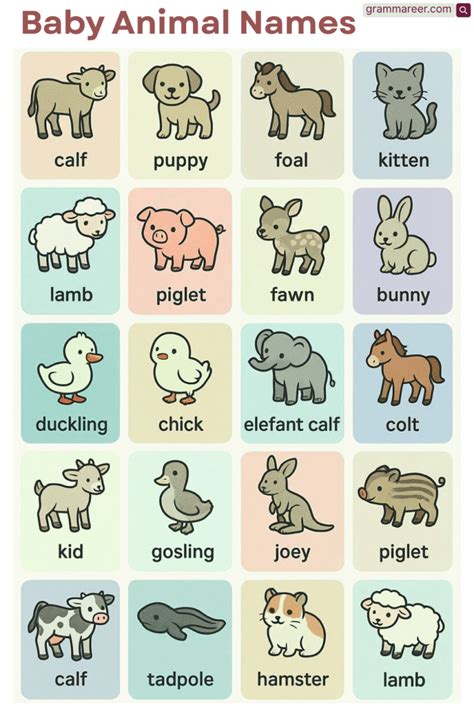 Baby Animals Names