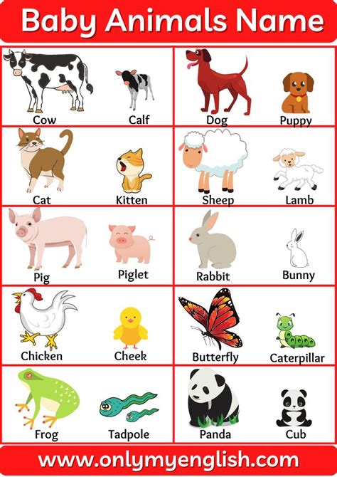 Baby Animals Names With Pictures