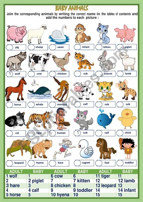 Baby Animals Names Worksheet