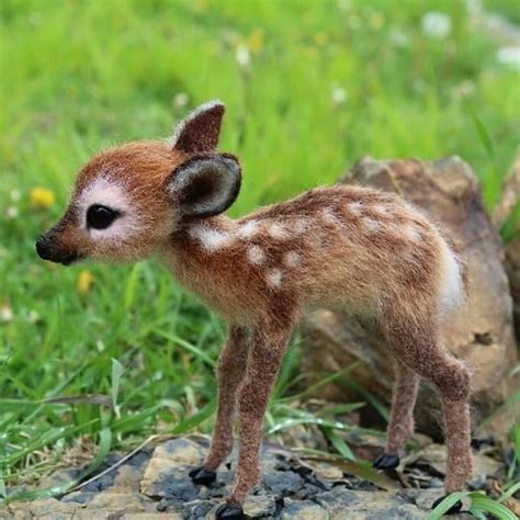 Baby Animals Of Deer