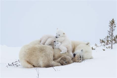 Baby Animals Pictures