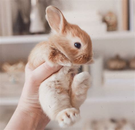 Baby Animals Pictures That Are Cute