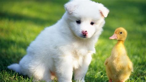 Baby Animals Wallpaper Hd