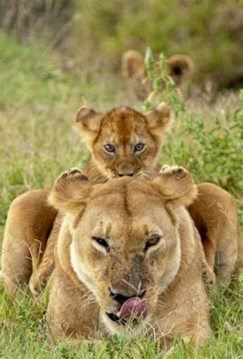 Baby Animals With Mom