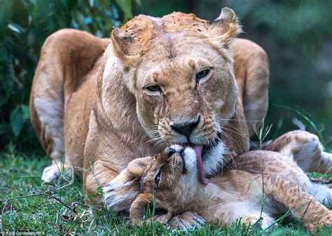 Baby Animals With Mothers