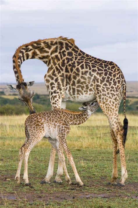 Baby Animals With Their Moms