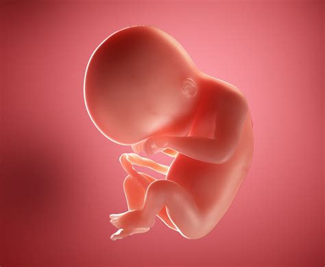 Miraculous Milestone: Your Little Miracle at 20 Weeks - A Journey Through Baby's Development