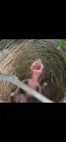 Baby Bird Screaming Meme
