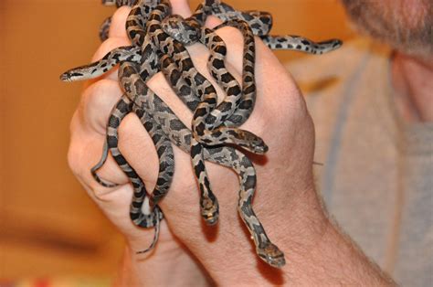 Fascinating Facts About the Mysterious Baby Black Snake: A Closer Look