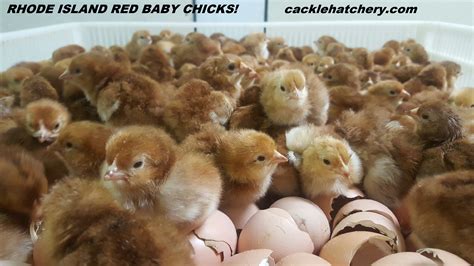Chirp Up Your Mood: Discover Adorable Baby Chicks Near You!