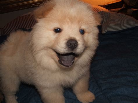 Baby Chow Chow Husky Mix: A Unique And Adorable Breed