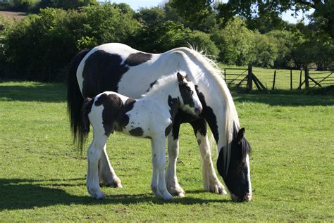 Baby Cob