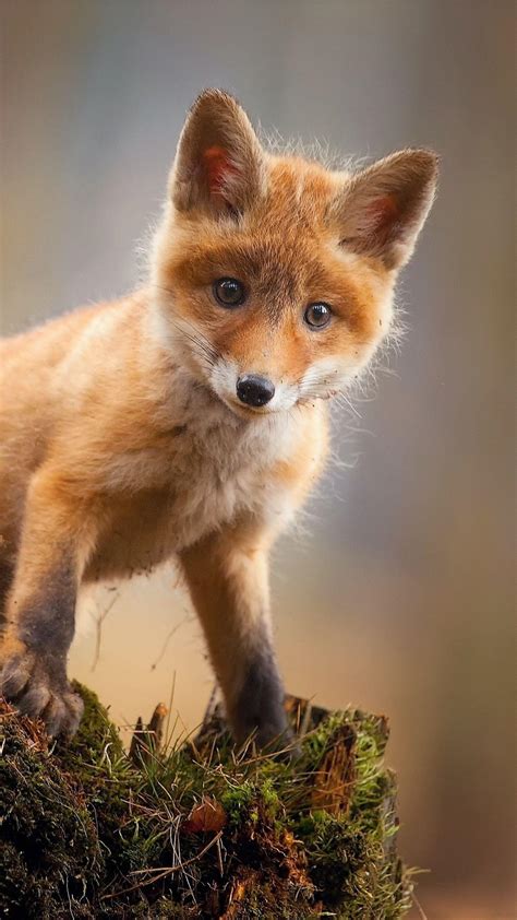 Baby Cute Animals Fox