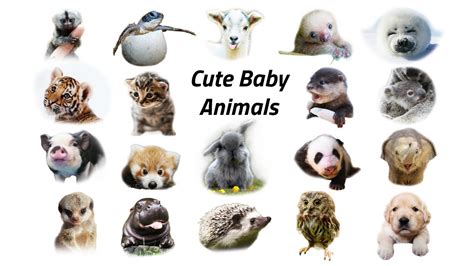 Baby Cute Animals List