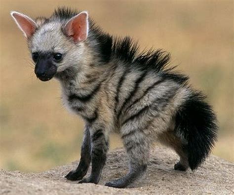 Baby Cute Exotic Animals
