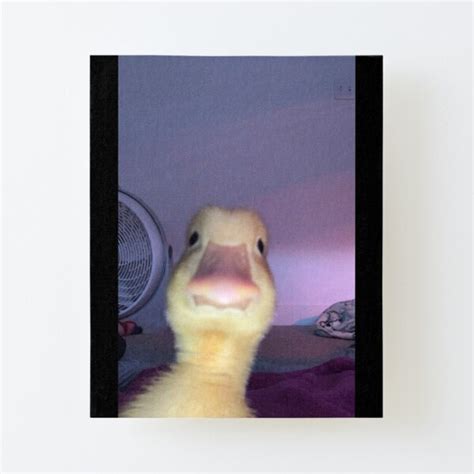 Baby Duck Facetime Meme