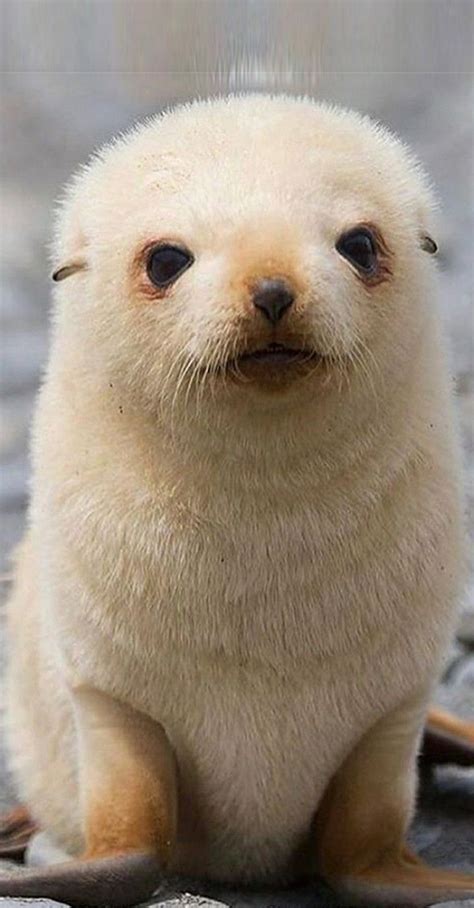 Baby Endanger Animal