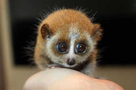 Baby Exotic Animals